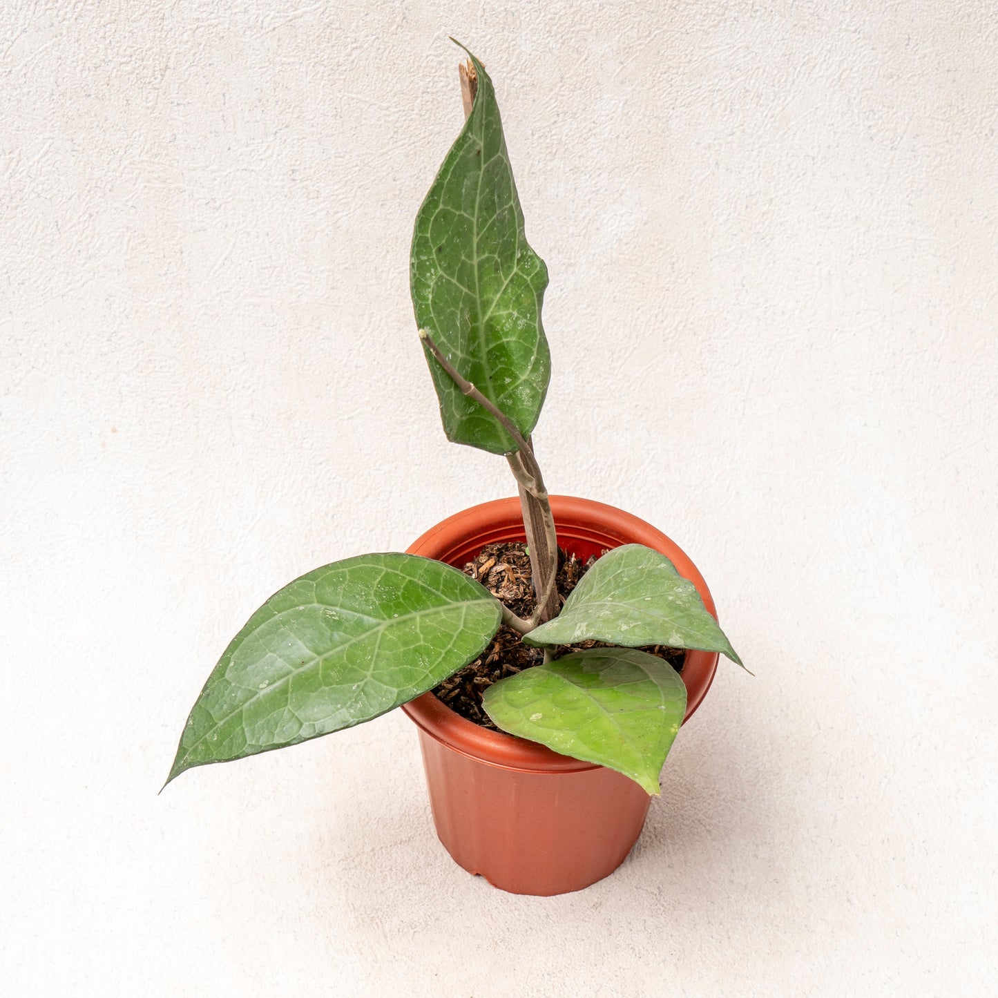 Hoya Verticillata - Indonesian Rare Plants