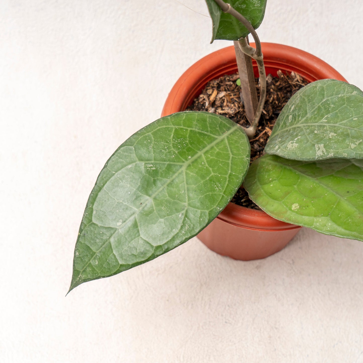 Hoya Verticillata