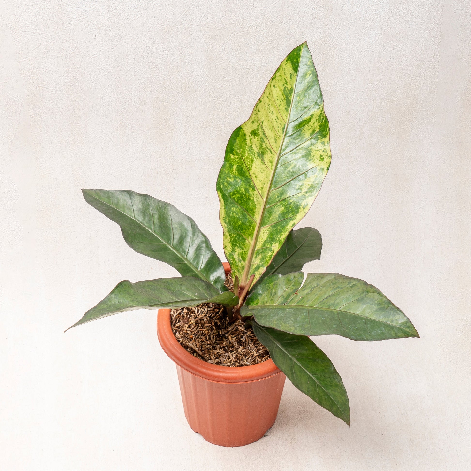 Anthurium Hookeri Variegated - Indonesian Rare Plants