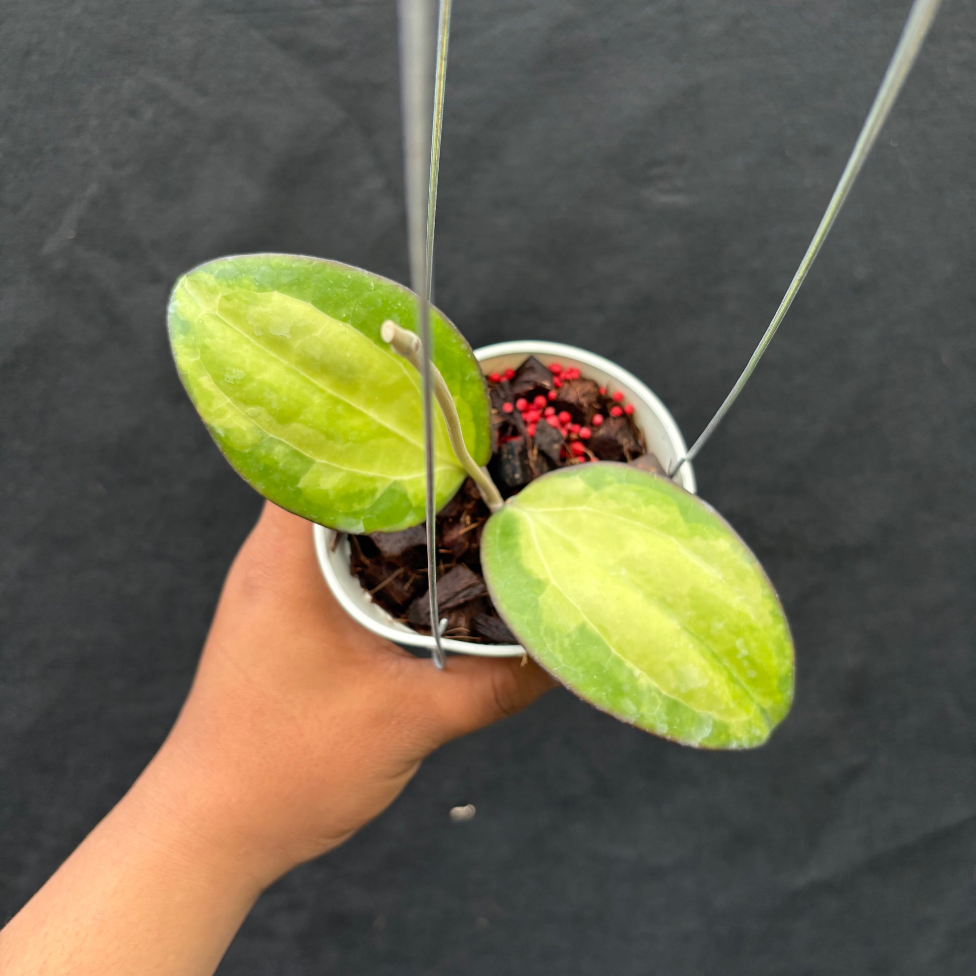 Hoya Cinnamomifolia (Inner Variegated) - Indonesian Rare Plants