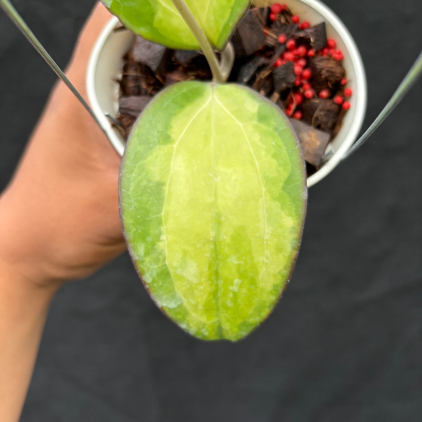Hoya Cinnamomifolia (Inner Variegated)