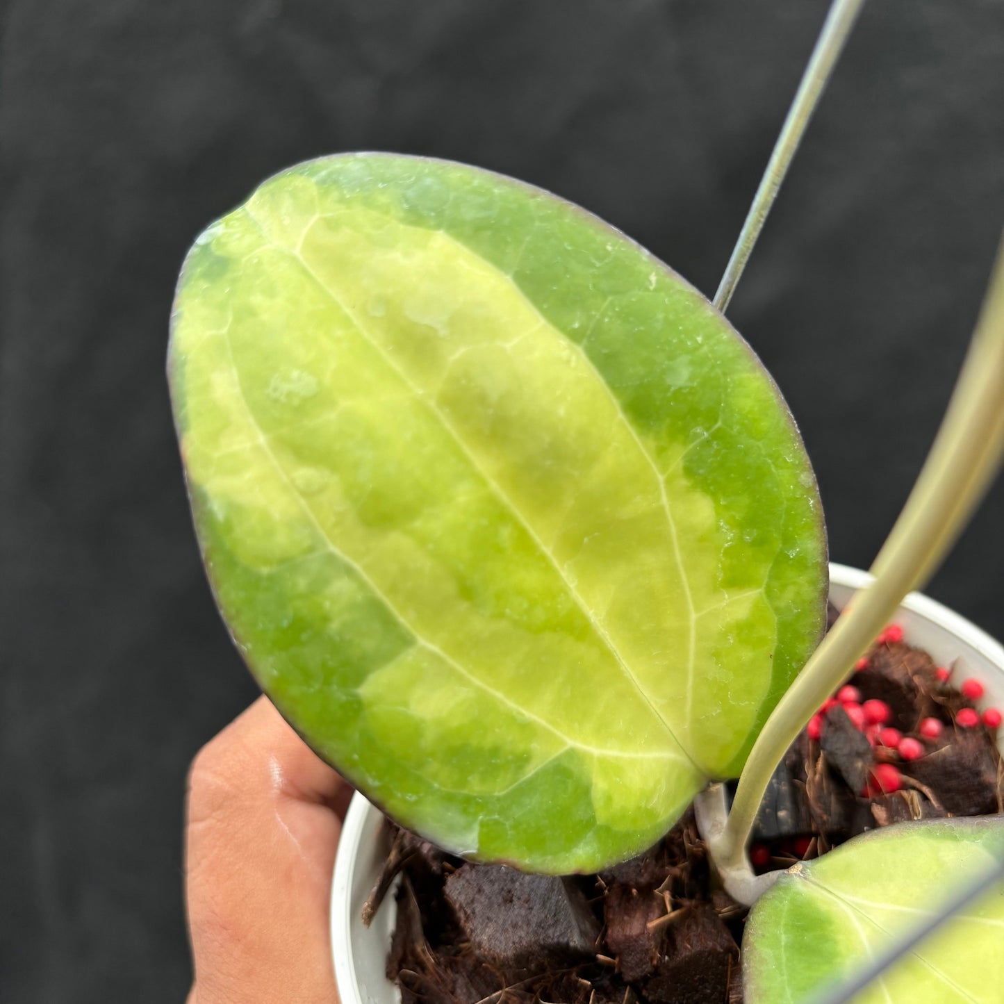Hoya Cinnamomifolia (Inner Variegated)