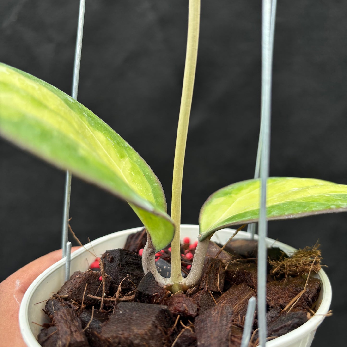 Hoya Cinnamomifolia (Inner Variegated)