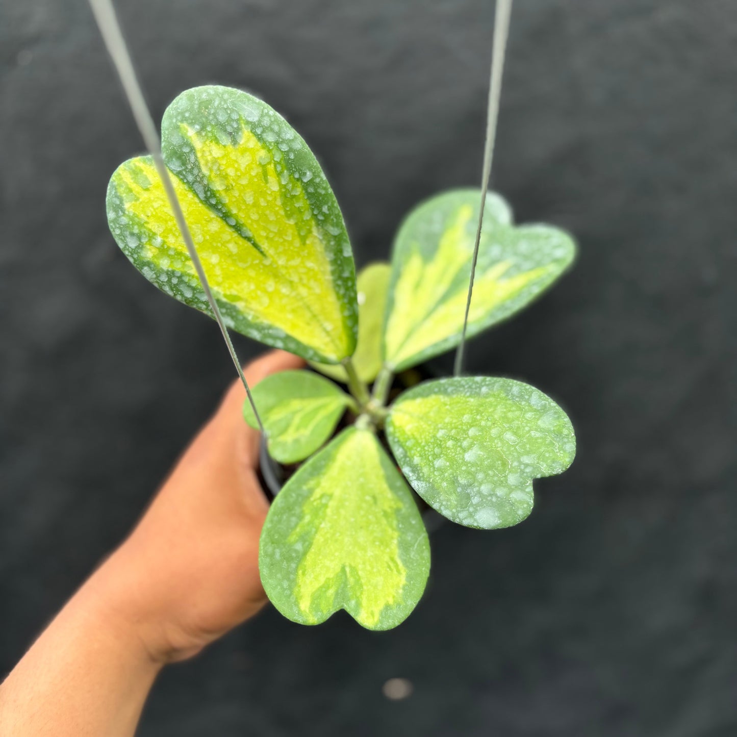 Hoya Kerii "Inner Variegated" - Indonesian Rare Plants
