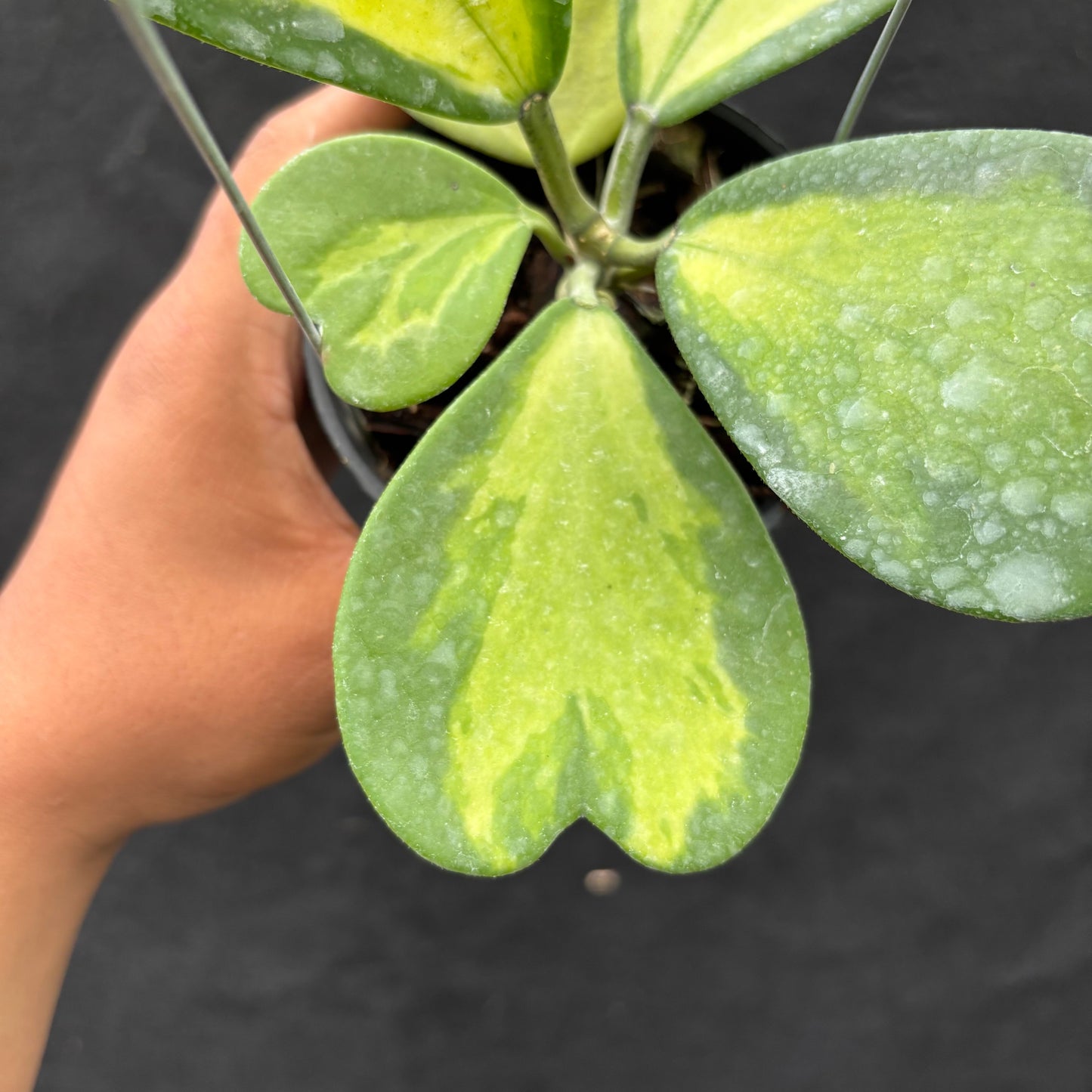 Hoya Kerii "Inner Variegated"