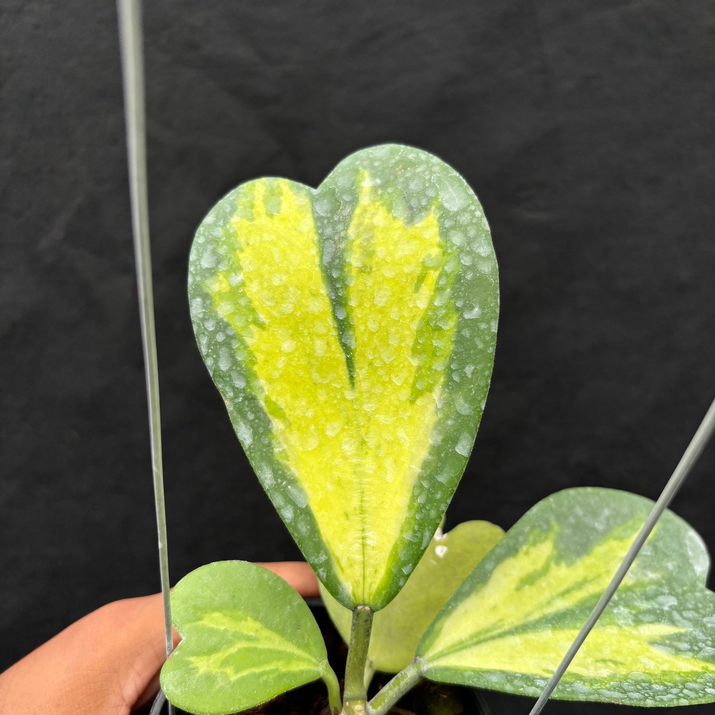 Hoya Kerii "Inner Variegated"