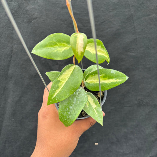 Hoya Verticillata "Panglai Reverse" - Indonesian Rare Plants
