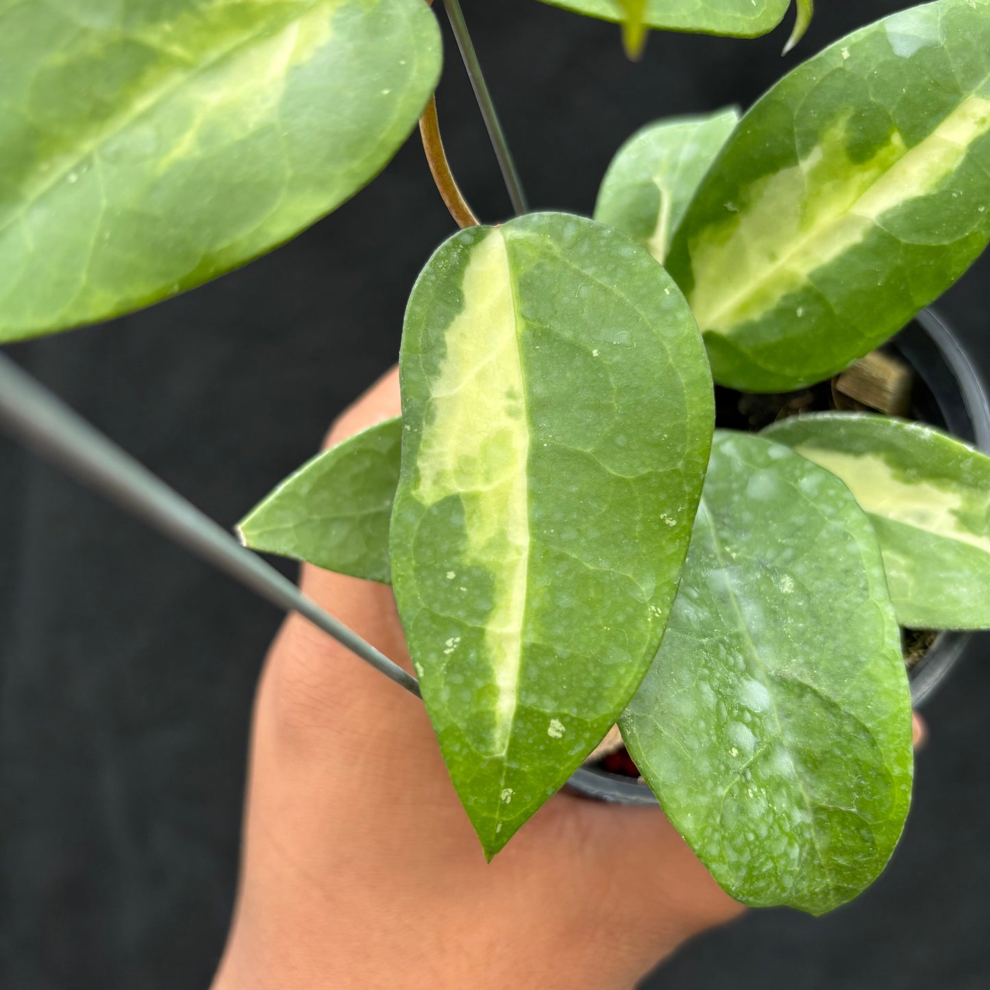 Hoya Verticillata "Panglai Reverse"