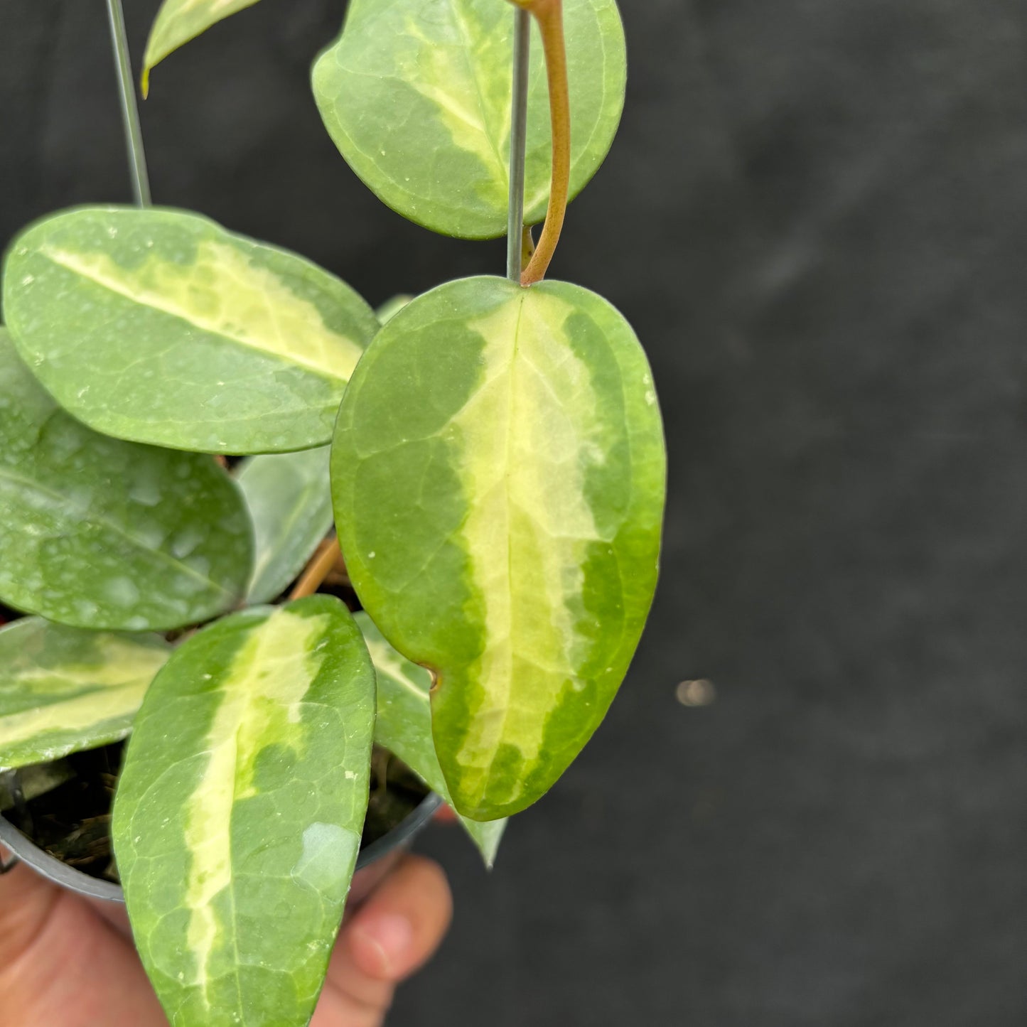 Hoya Verticillata "Panglay Reverse" — photo 2