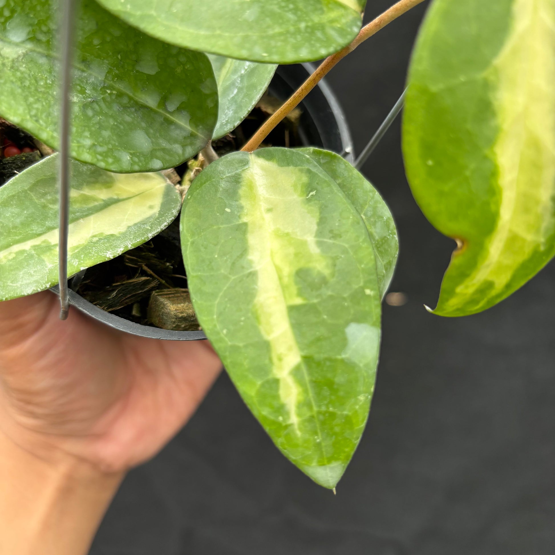 Hoya Verticillata "Panglay Reverse" — photo 3
