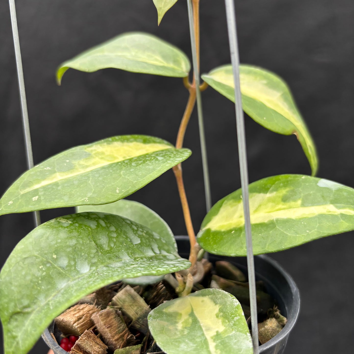 Hoya Verticillata "Panglay Reverse" — photo 6
