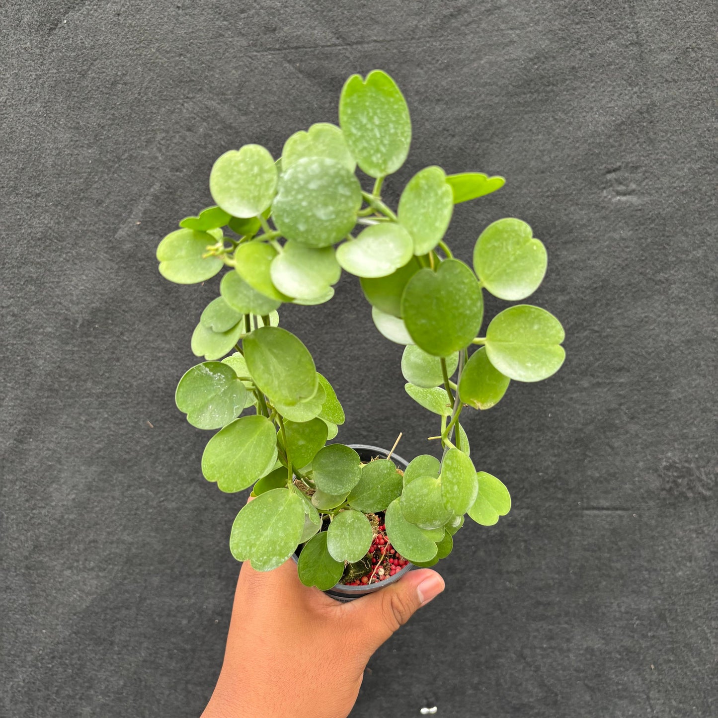 Hoya Tonsuensis - Indonesian Rare Plants