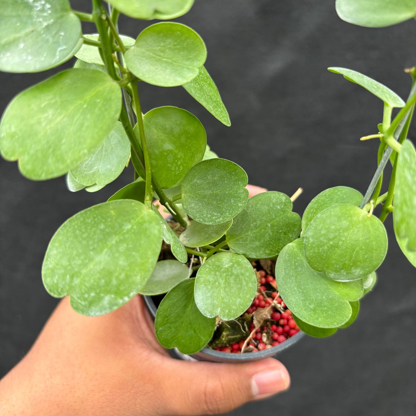 Hoya Tonsuensis