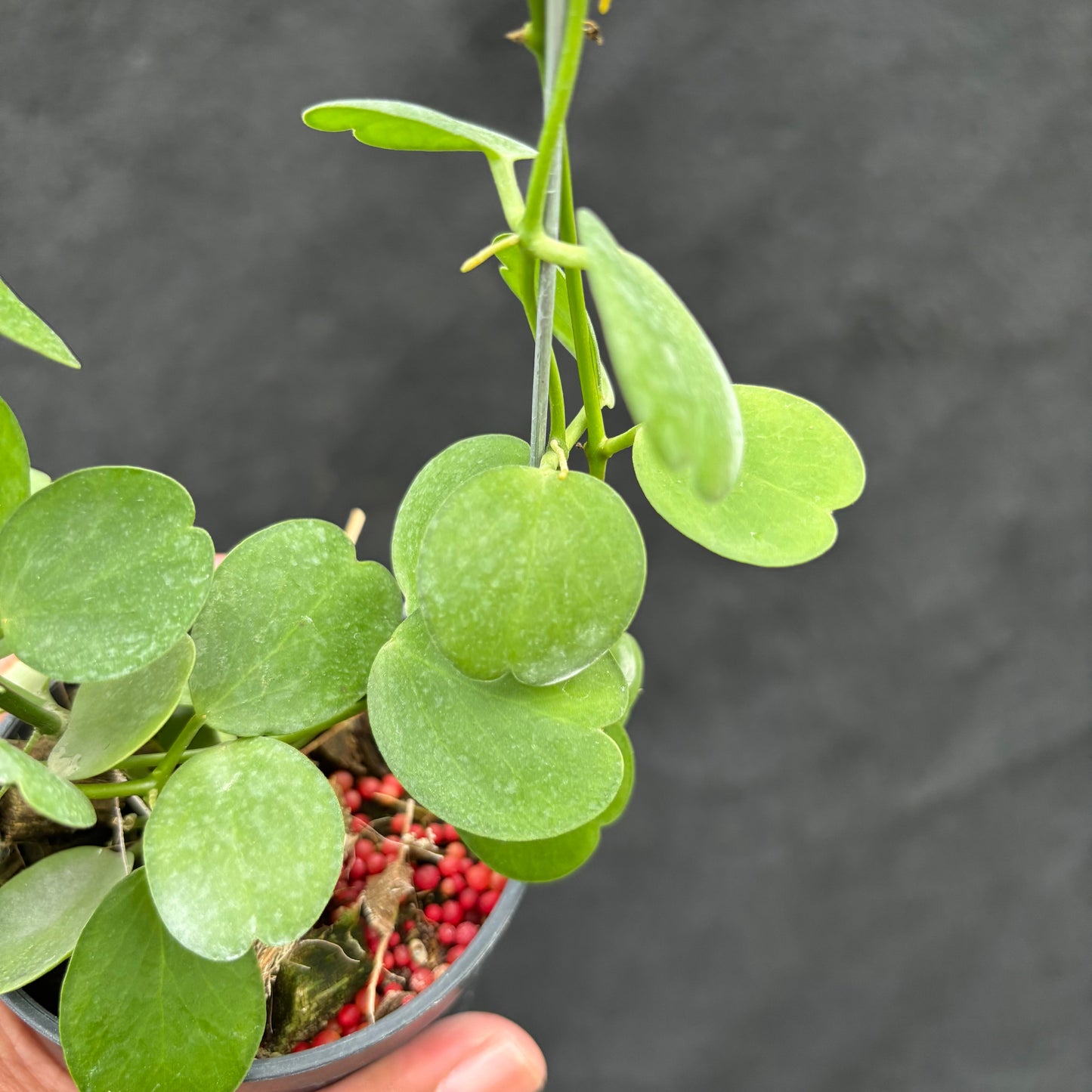 Hoya Tonsuensis