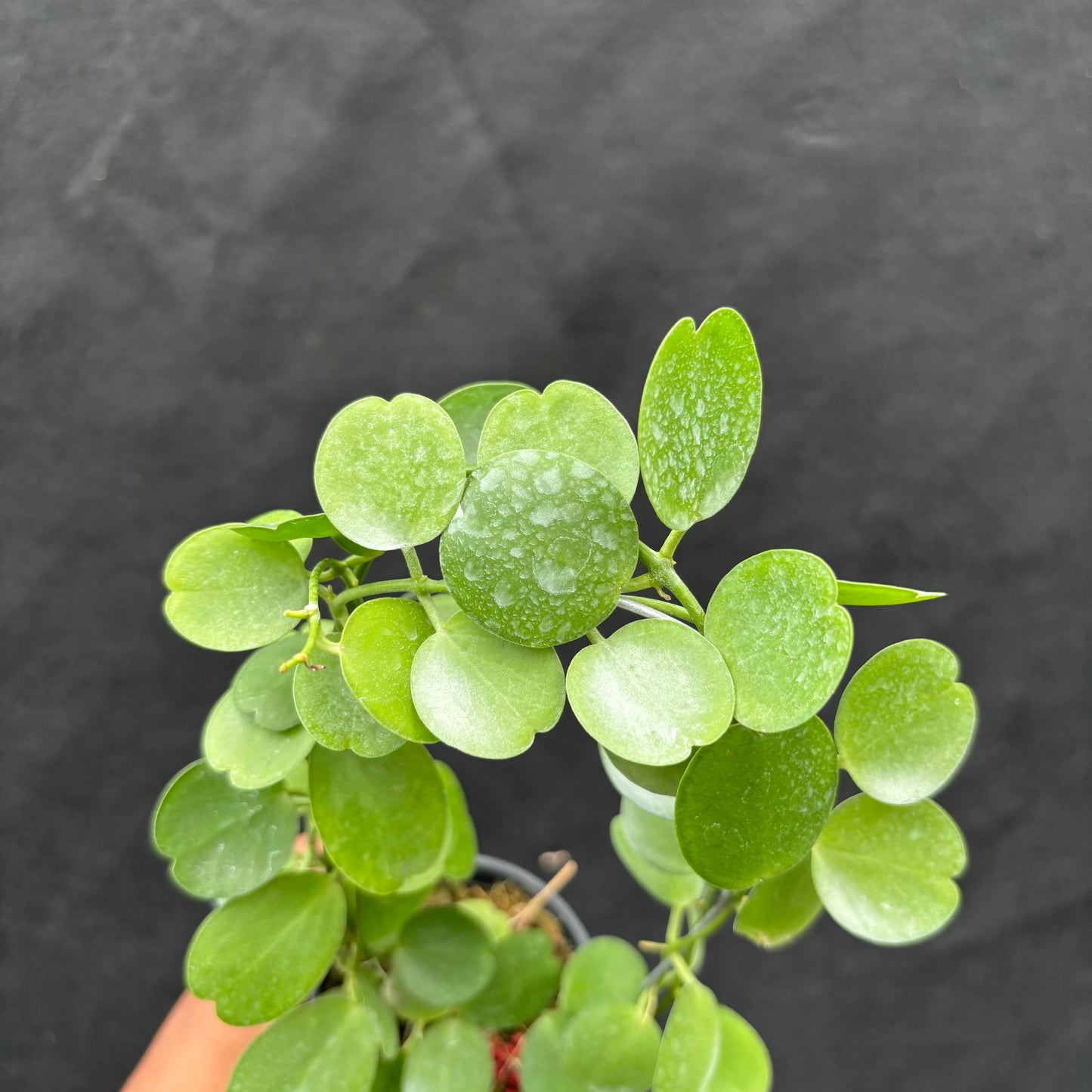 Hoya Tonsuensis
