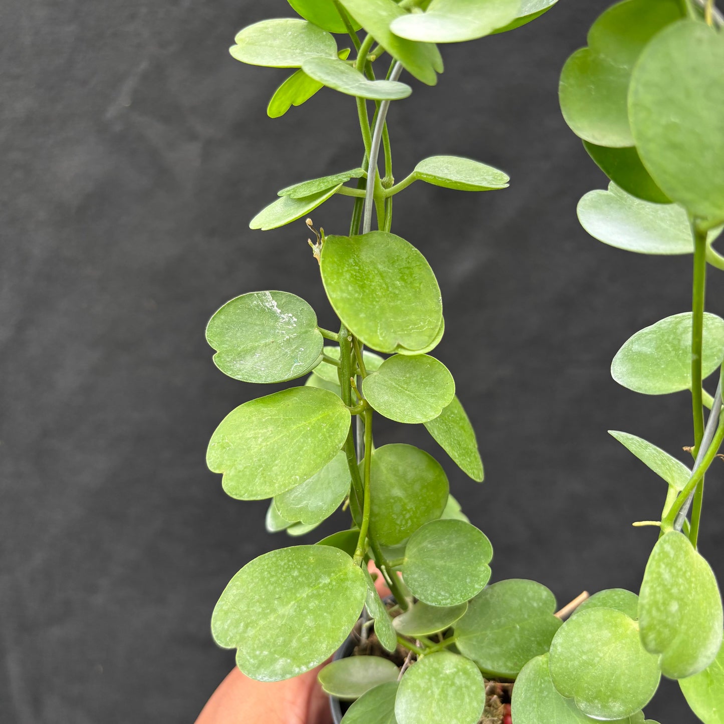 Hoya Tonsuensis