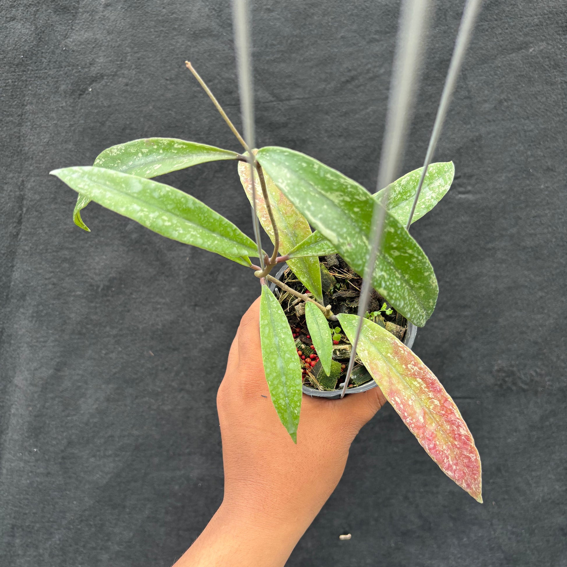 Hoya Sulawesiana x Finlaysonii Borneo (TR-014) - Indonesian Rare Plants