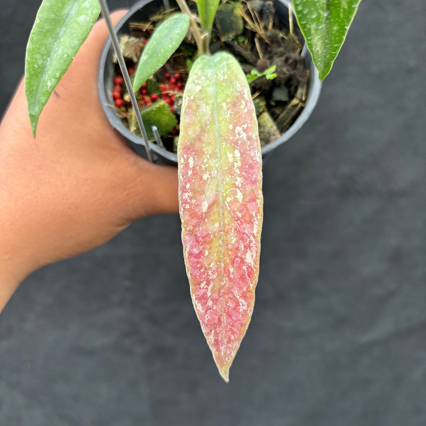 Hoya Sulawesiana x Finlaysonii Borneo (TR-014)