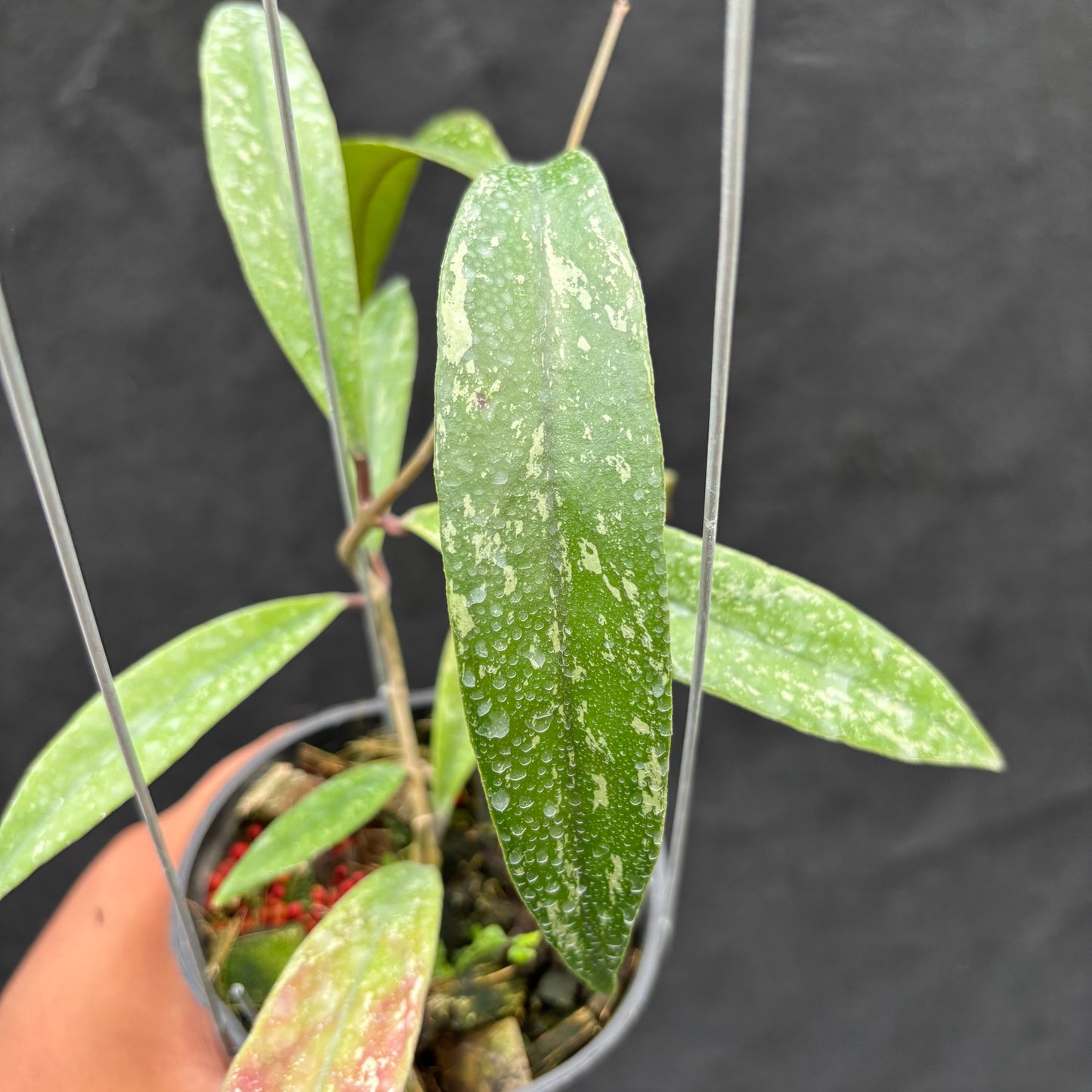 Hoya Sulawesiana x Finlaysonii Borneo (TR-014)