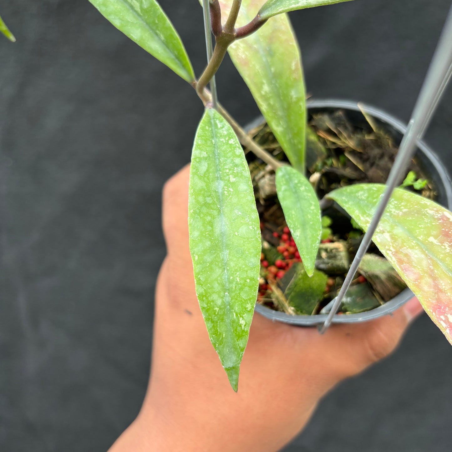 Hoya Sulawesiana x Finlaysonii Borneo (TR-014)