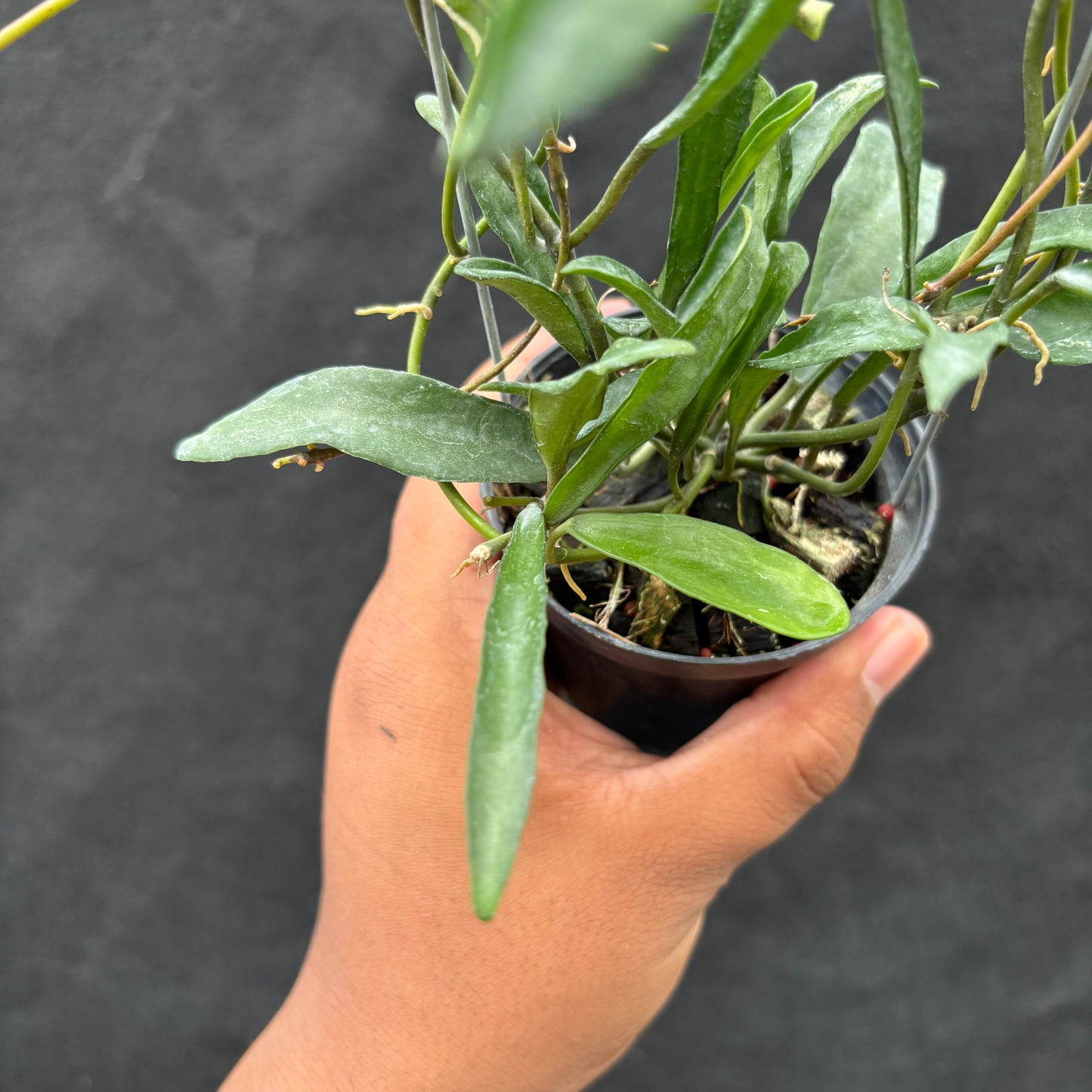 Hoya Laconosa "Narrow" VN-353