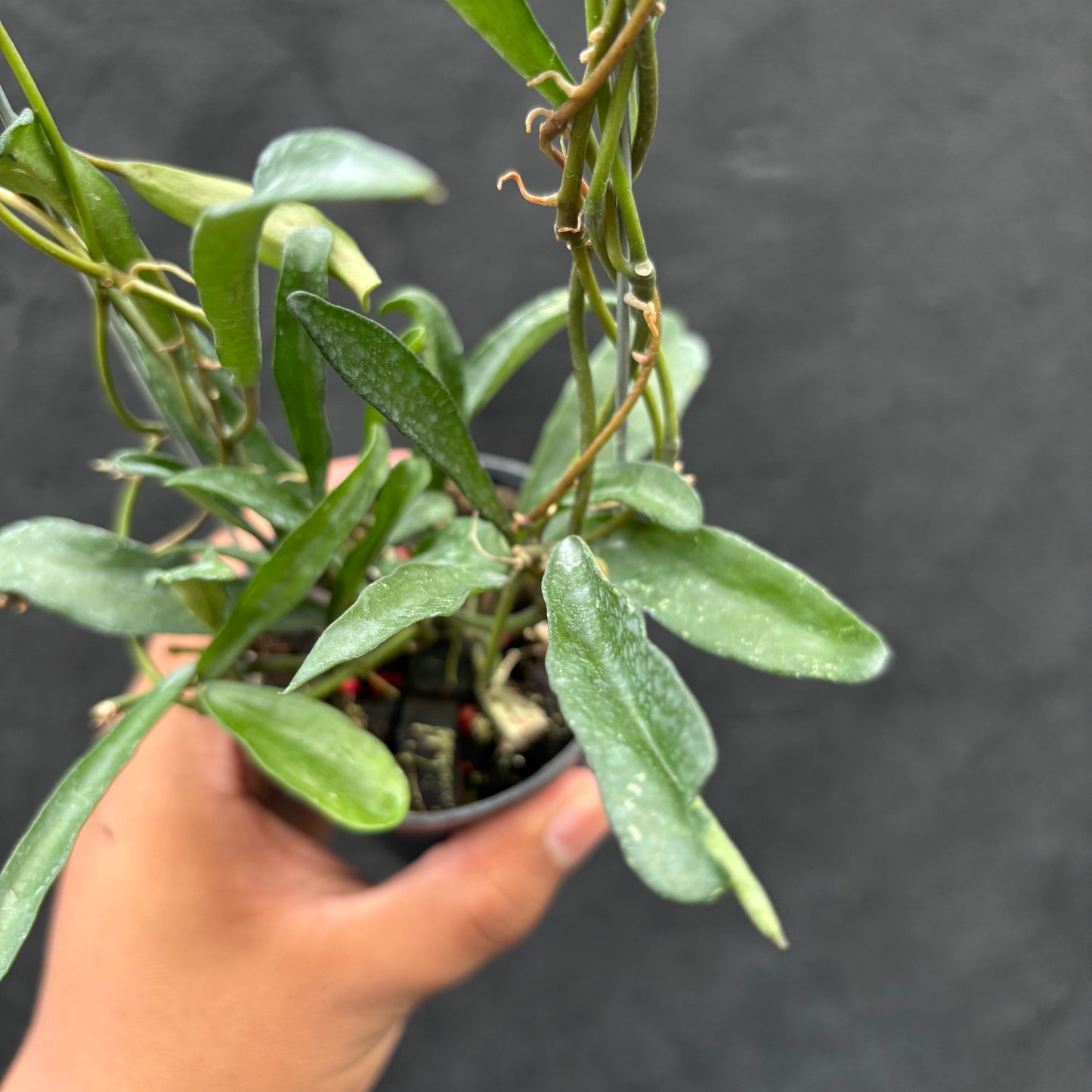 Hoya Laconosa "Narrow" VN-353