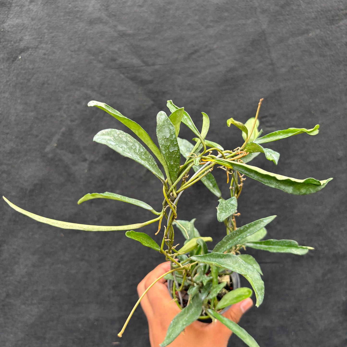Hoya Laconosa "Narrow" VN-353