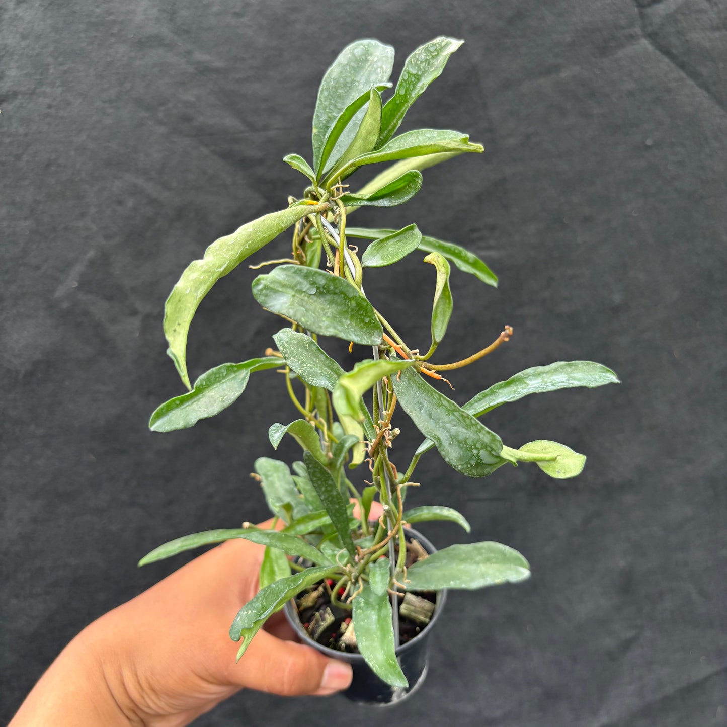 Hoya Laconosa "Narrow" VN-353 - Indonesian Rare Plants