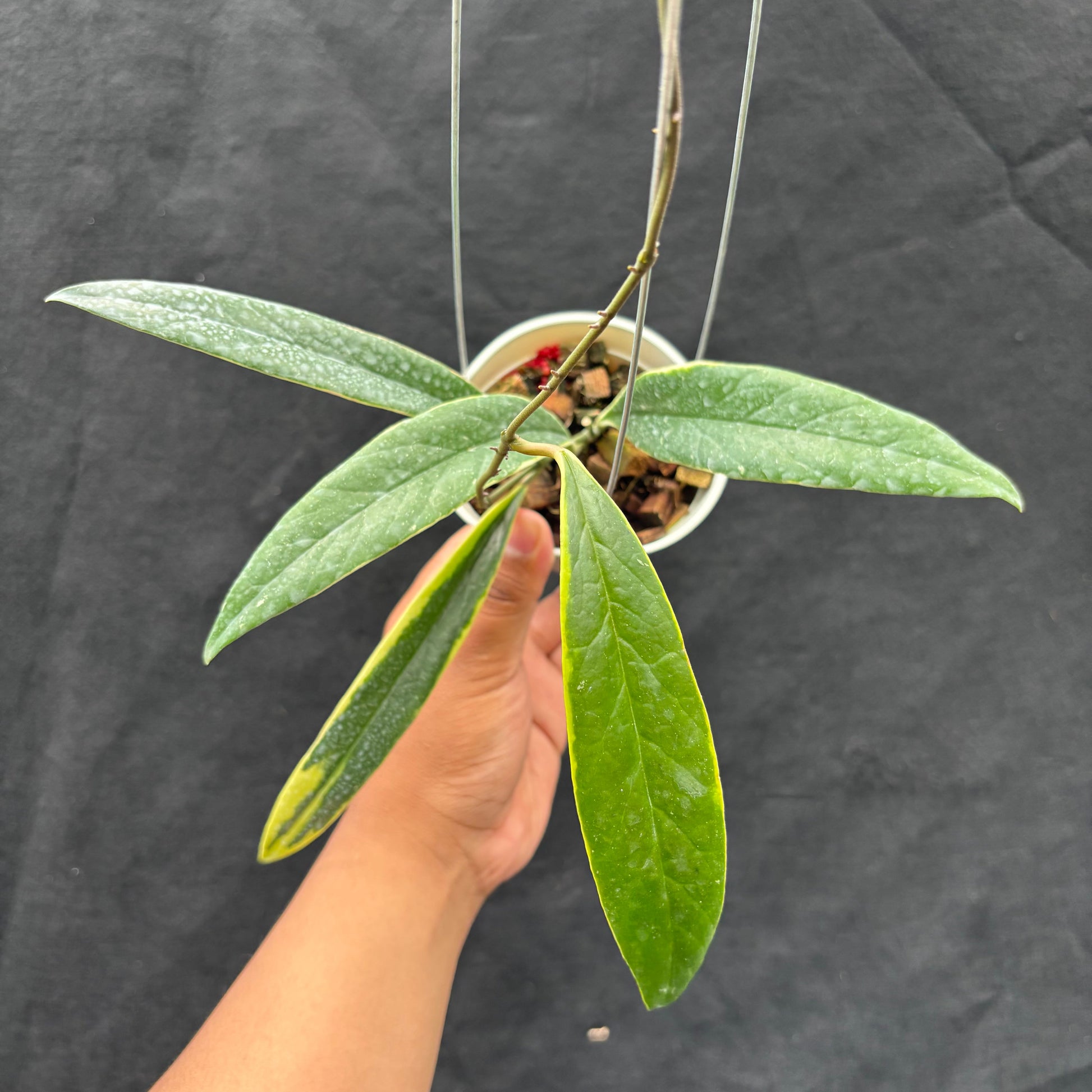 Hoya Sulawesiana "Albomarginata" - Indonesian Rare Plants