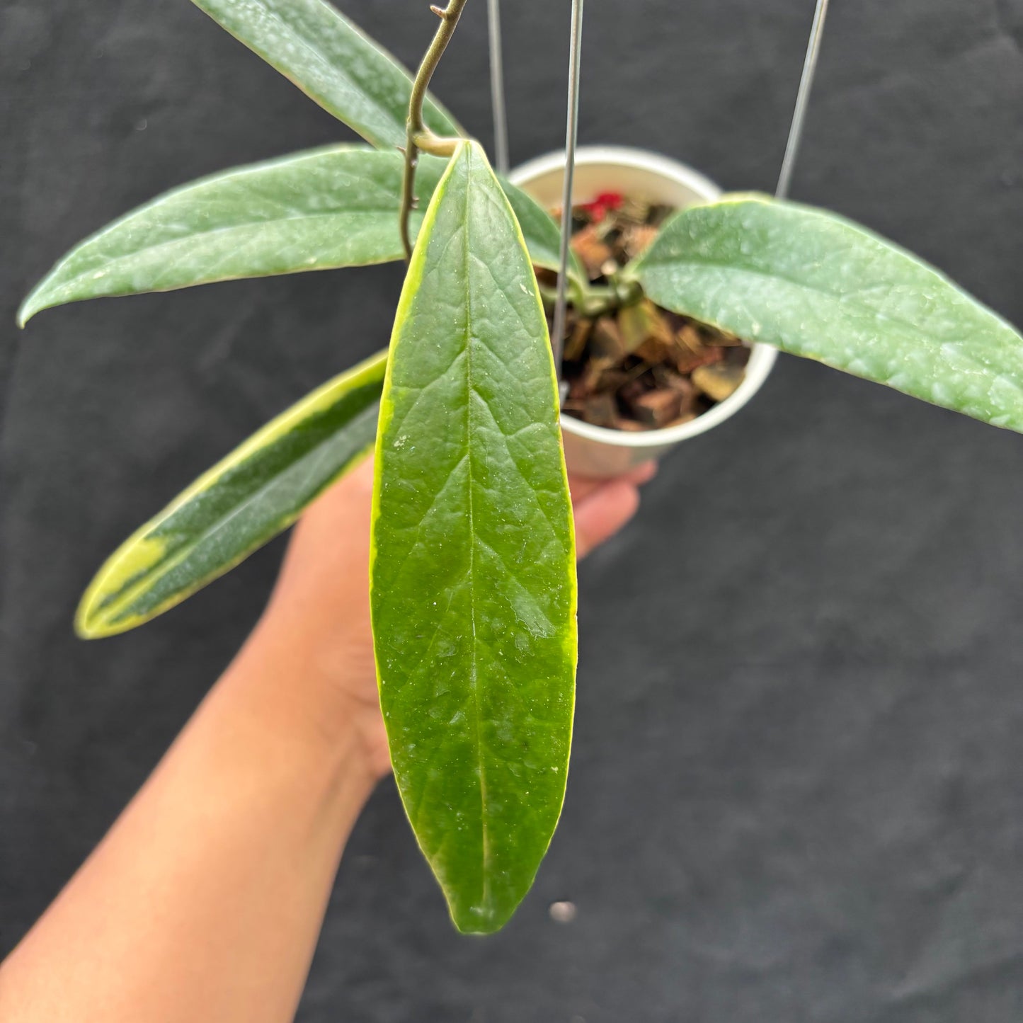 Hoya Sulawesiana "Albomarginata"
