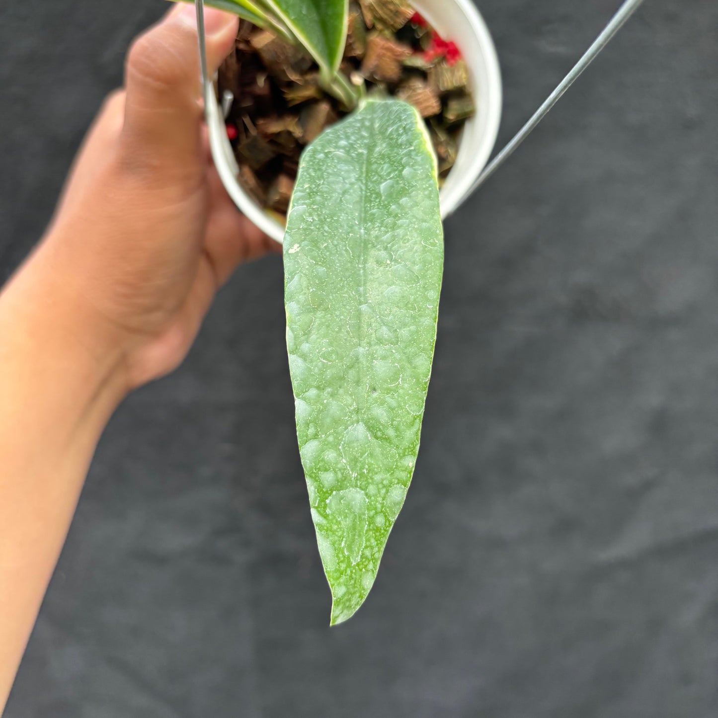 Hoya Sulawesiana "Albomarginata"