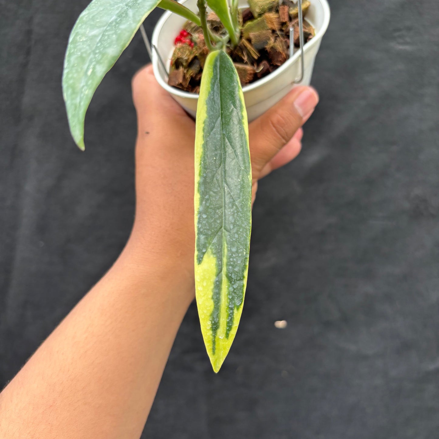Hoya Sulawesiana "Albomarginata"