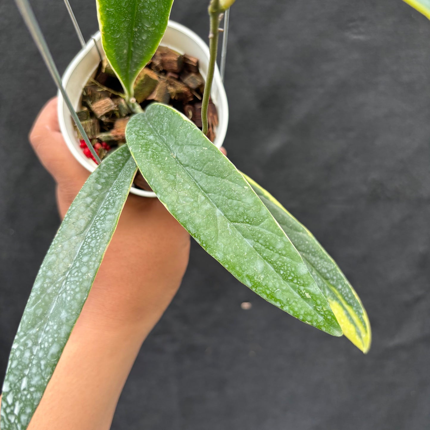 Hoya Sulawesiana "Albomarginata"
