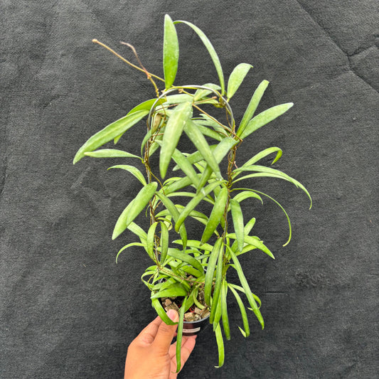 Hoya Aff. Acicularis - Indonesian Rare Plants