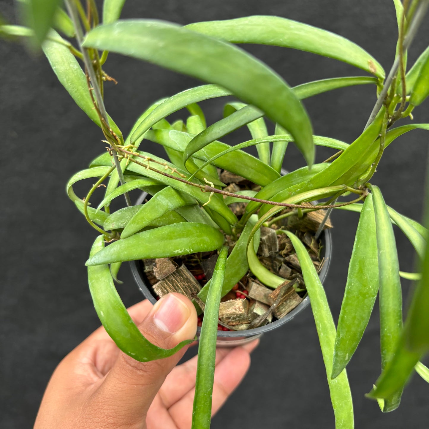 Hoya Aff. Acicularis