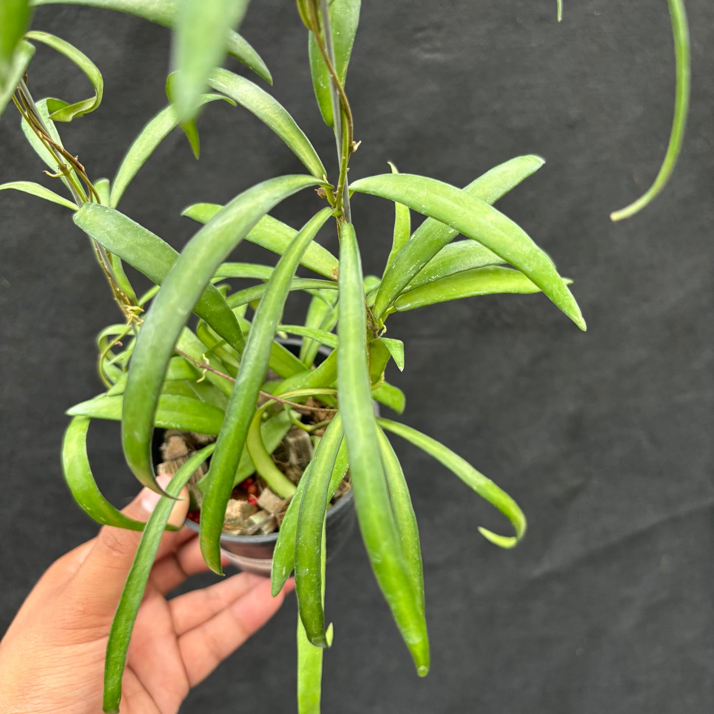 Hoya Aff. Acicularis
