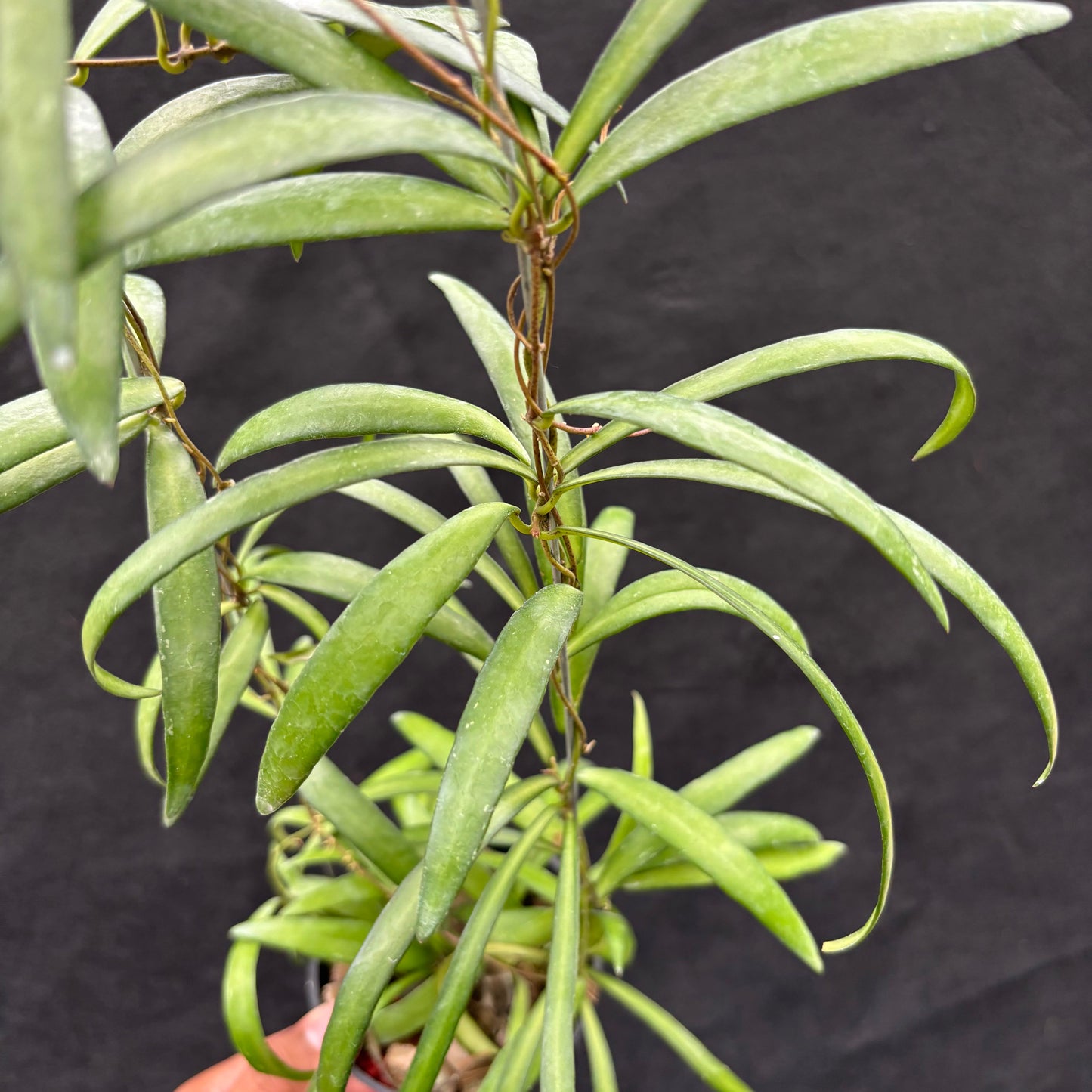 Hoya Aff. Acicularis