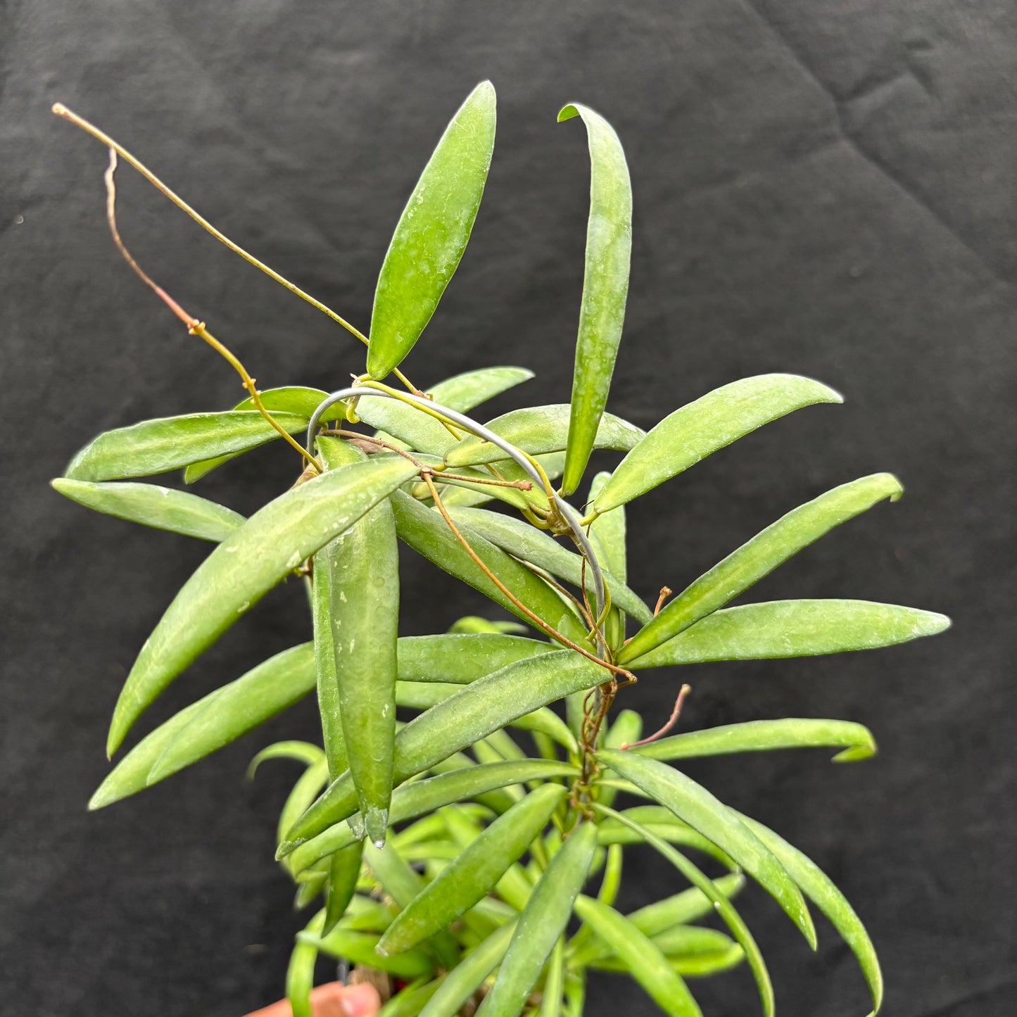 Hoya Aff. Acicularis