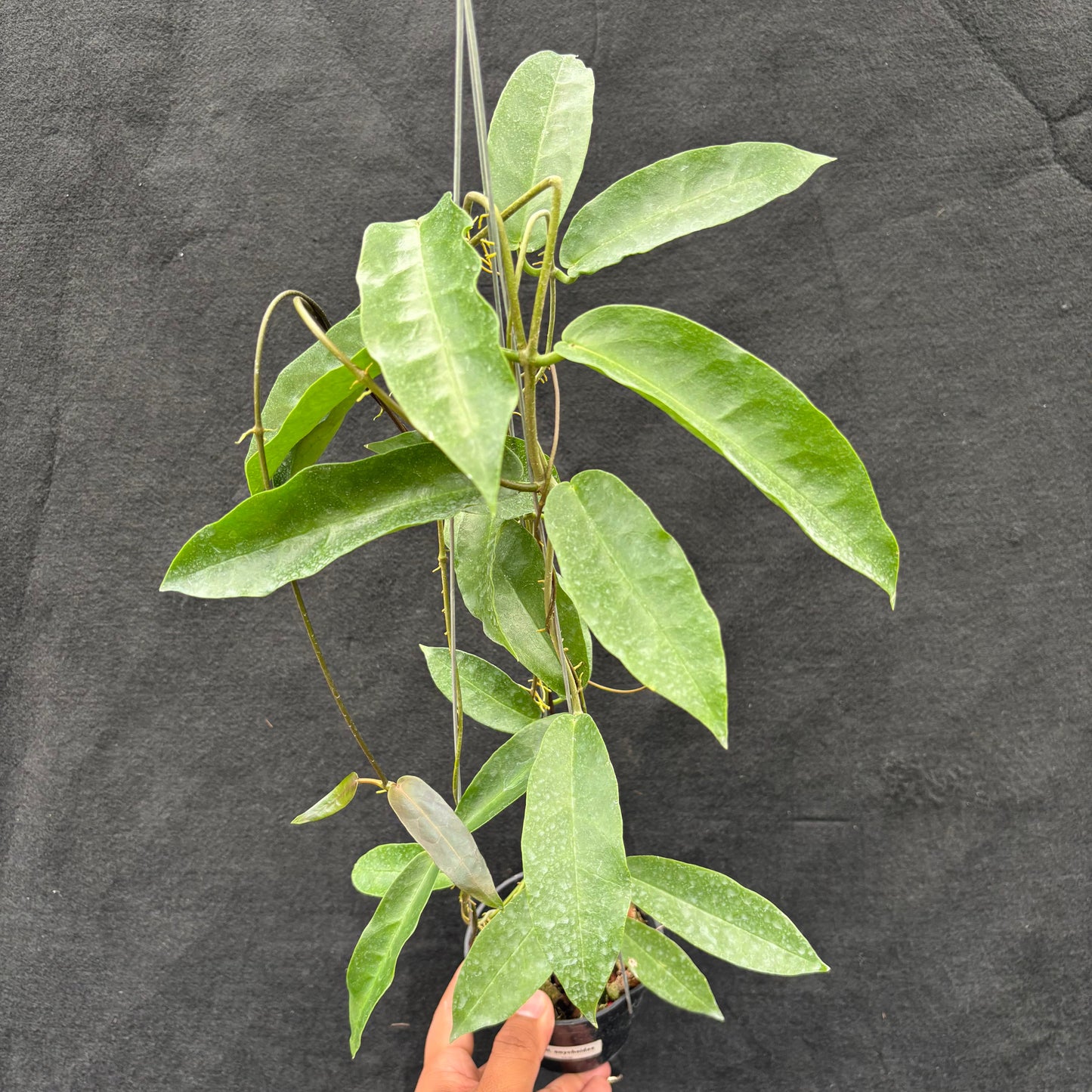 Hoya Onychoides - Indonesian Rare Plants
