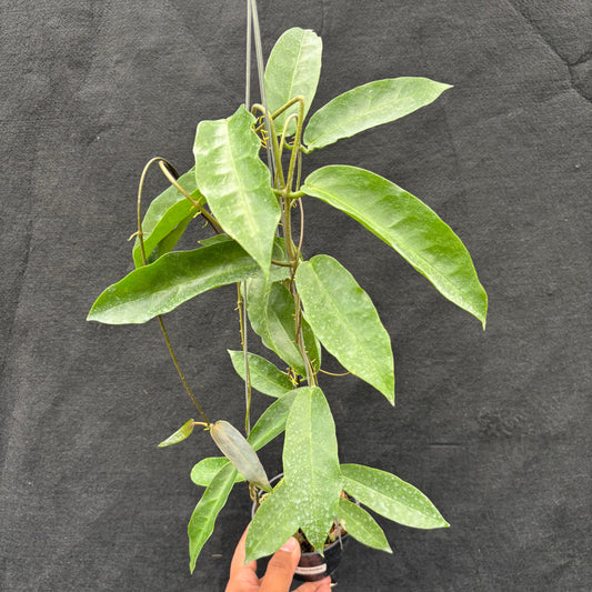 Hoya Onychoides - Indonesian Rare Plants