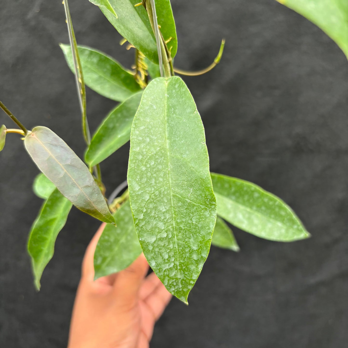 Hoya Onychoides