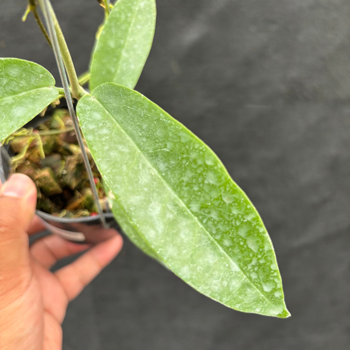 Hoya Onychoides