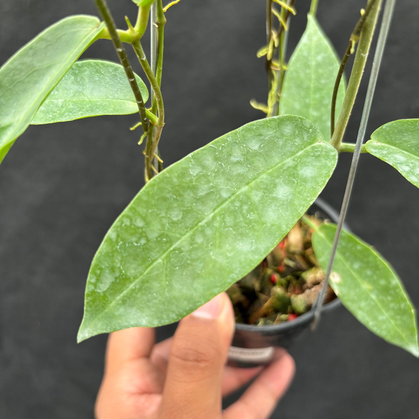 Hoya Onychoides