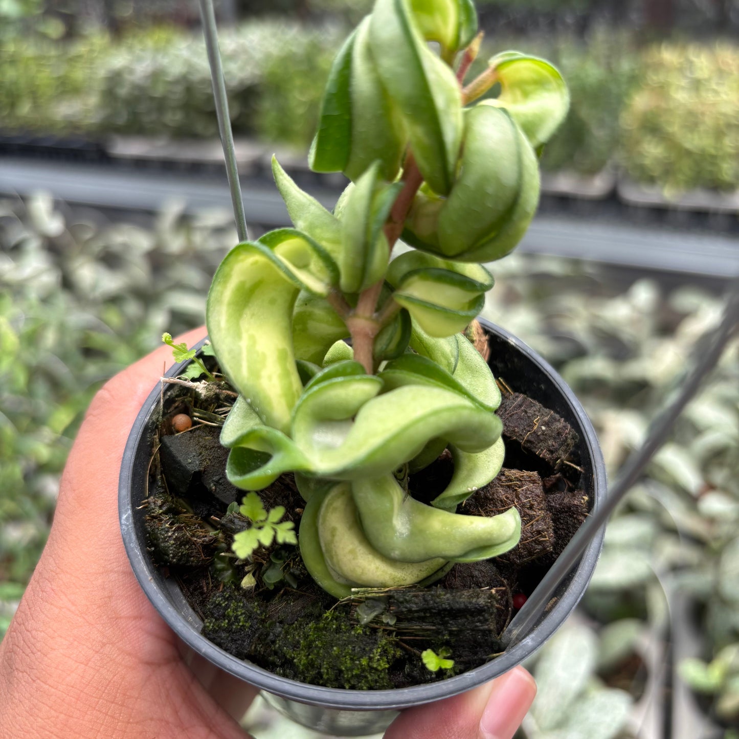 Hoya Carnosa "Mauna Loa"