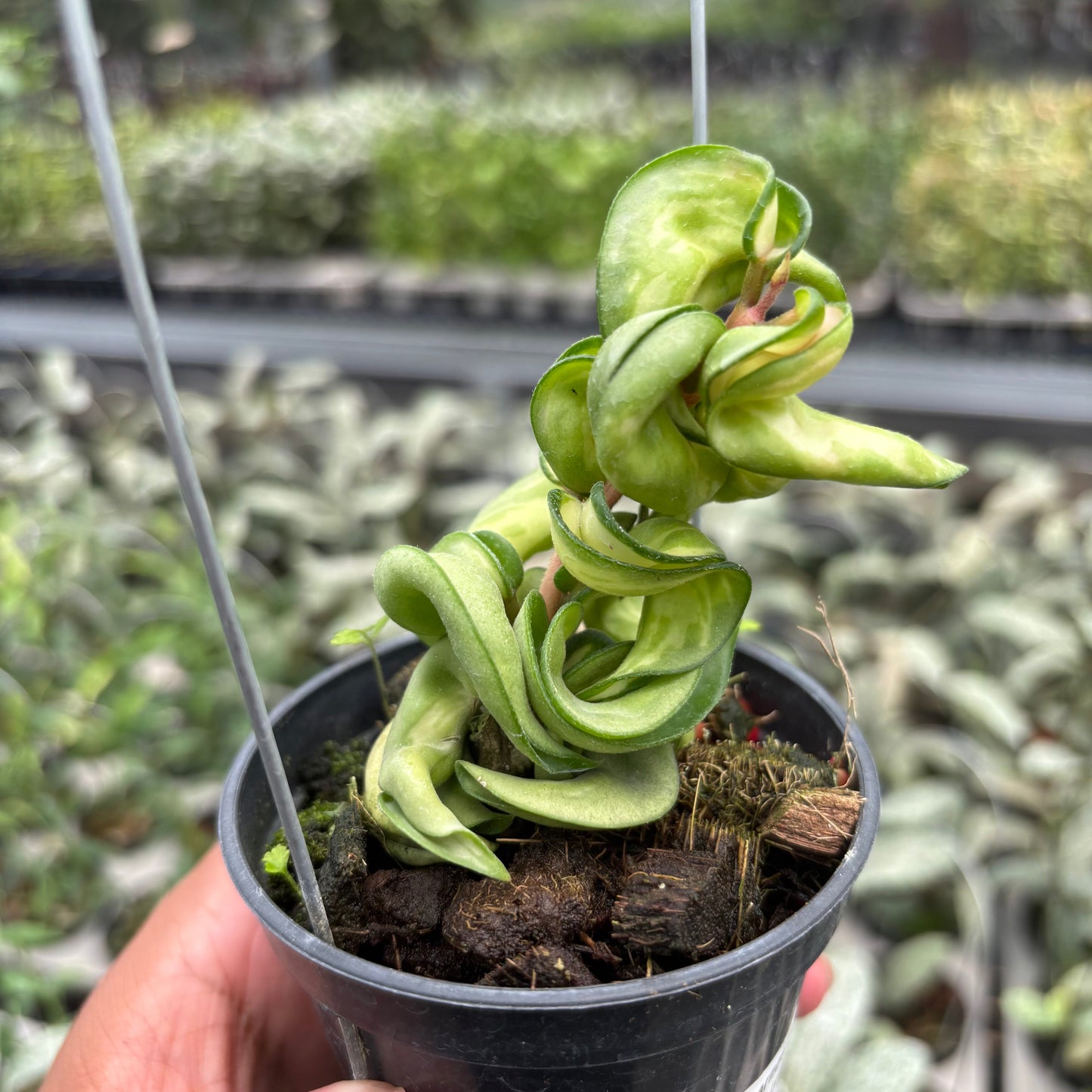 Hoya Carnosa "Mauna Loa"