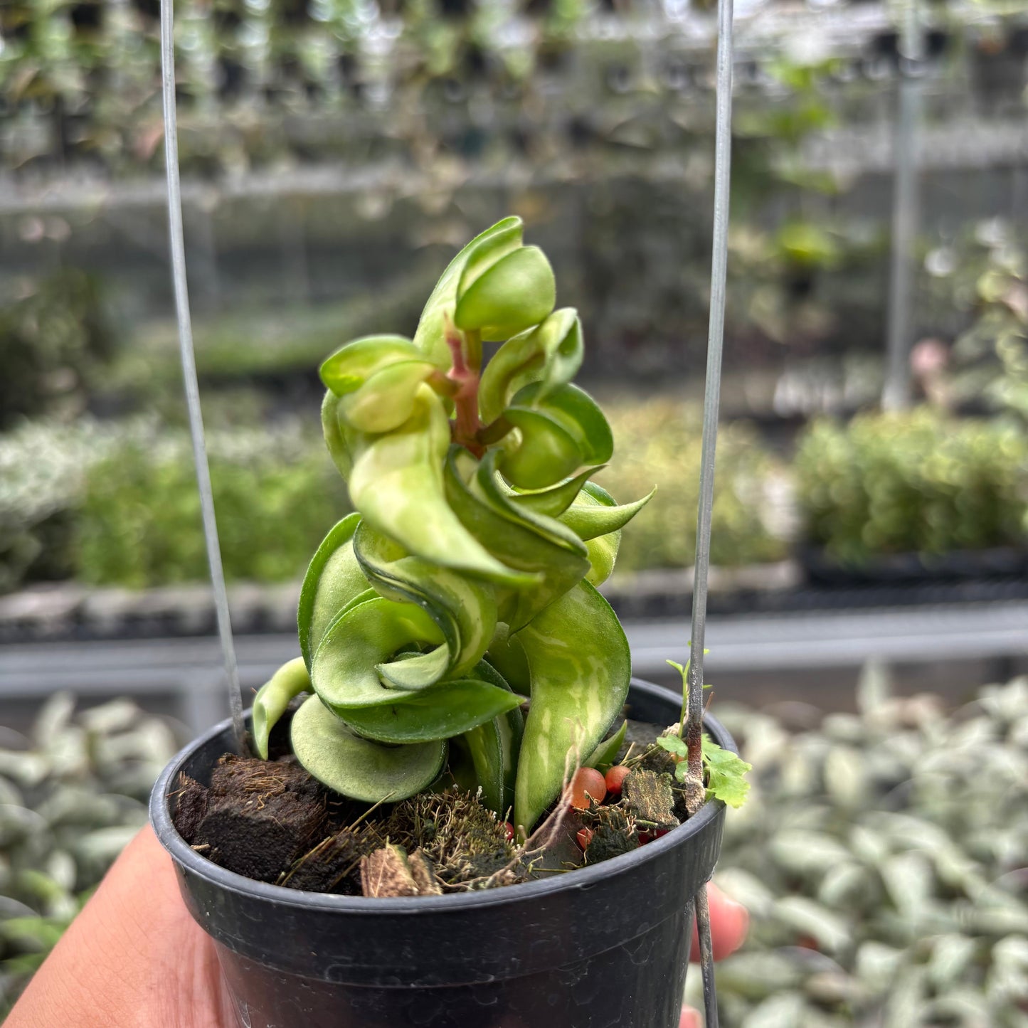 Hoya Carnosa "Mauna Loa" - Indonesian Rare Plants
