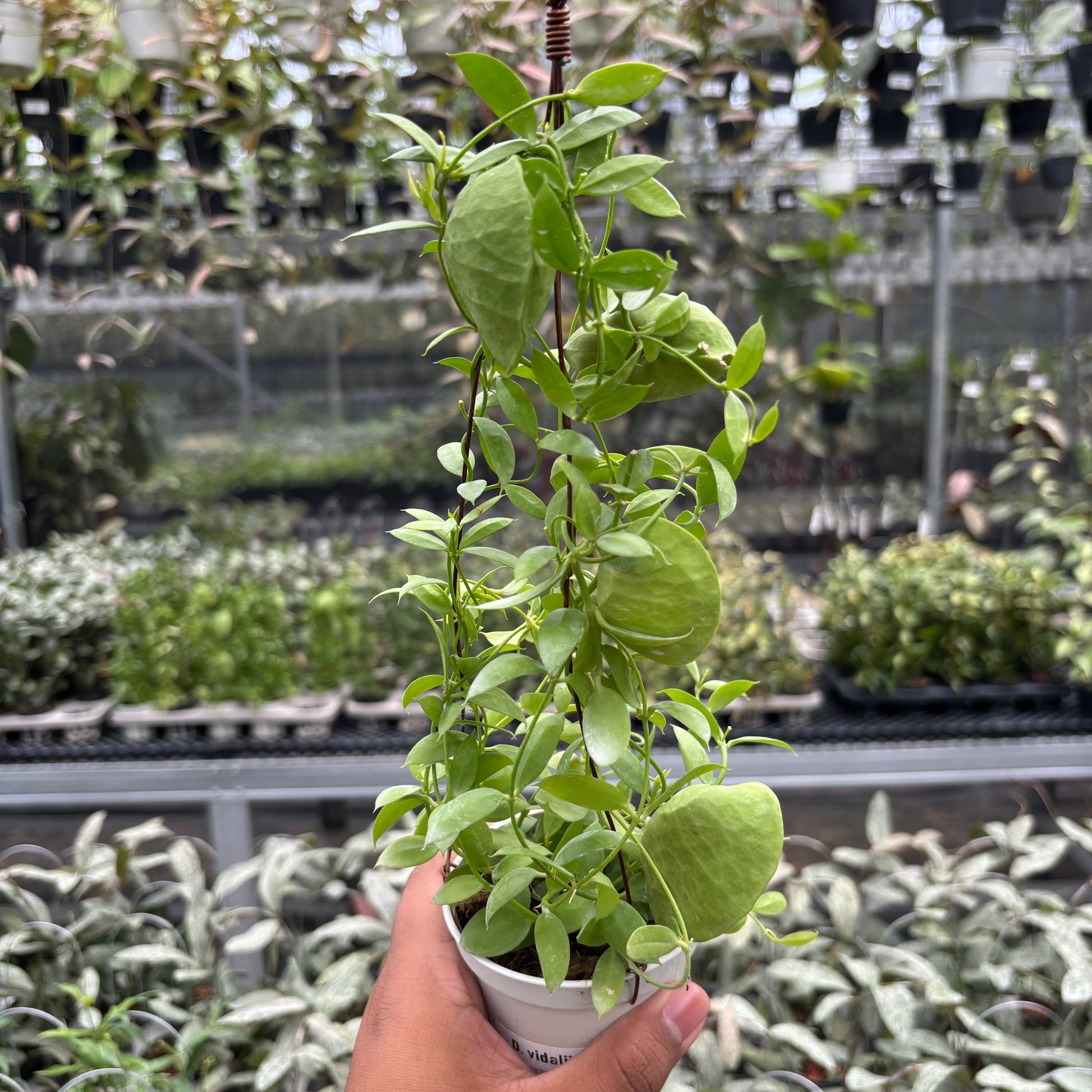 Hoya D. Vidalii - Indonesian Rare Plants