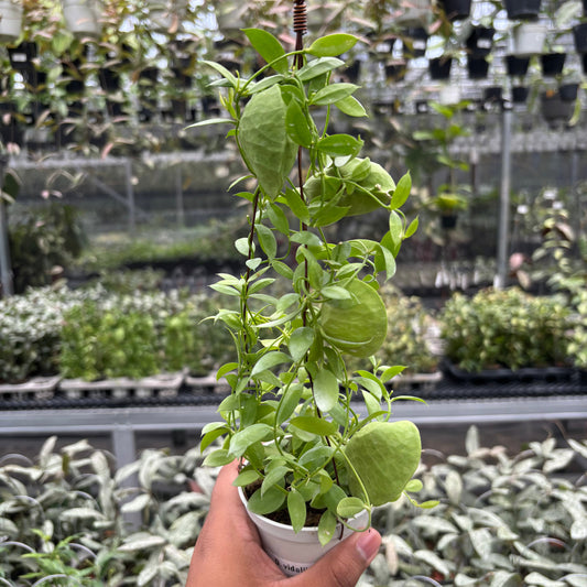 Hoya D. Vidalii - Indonesian Rare Plants