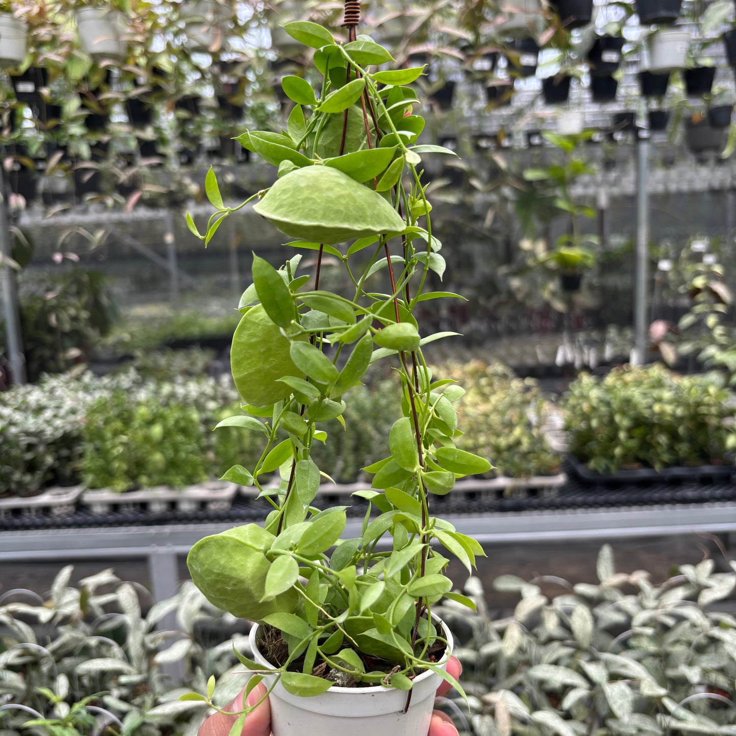 Hoya Dischidia Vidalii — rare Indonesian plant
