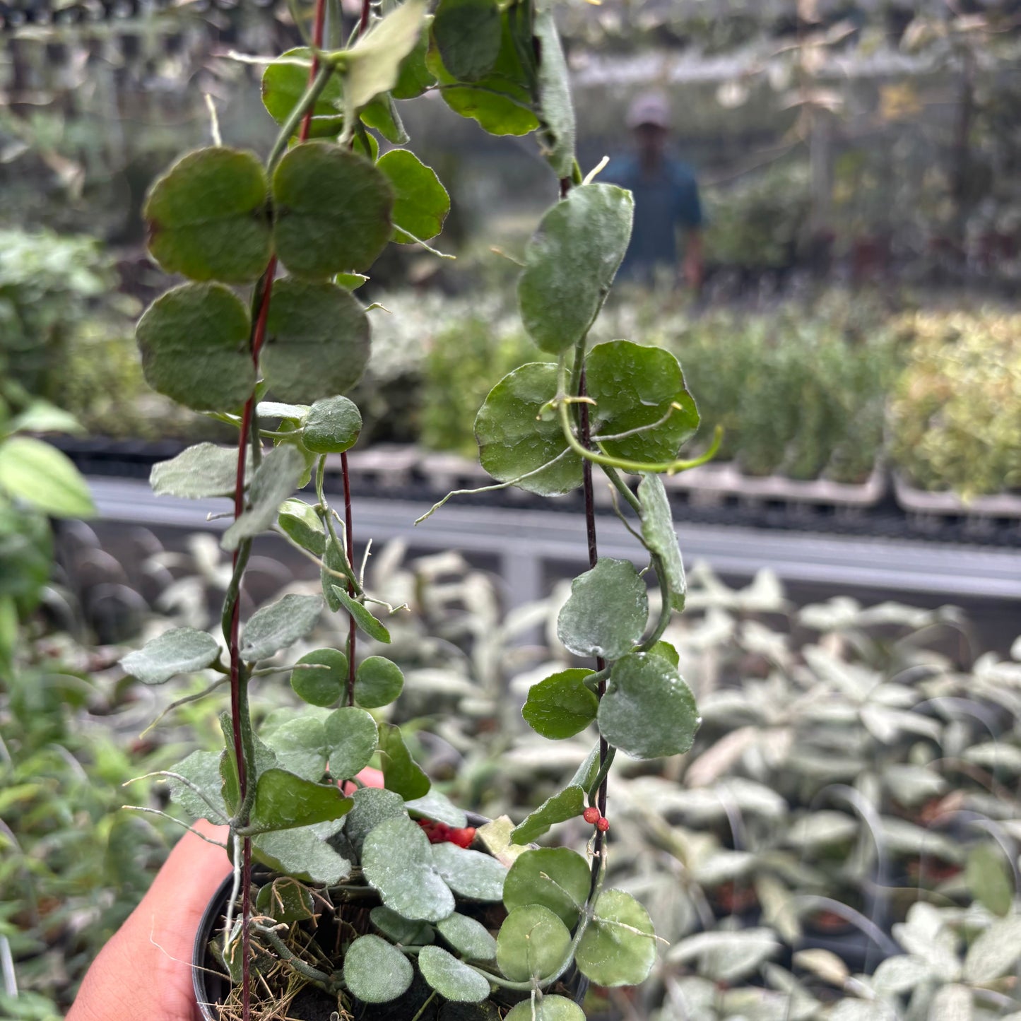 Dischidia Imbricata